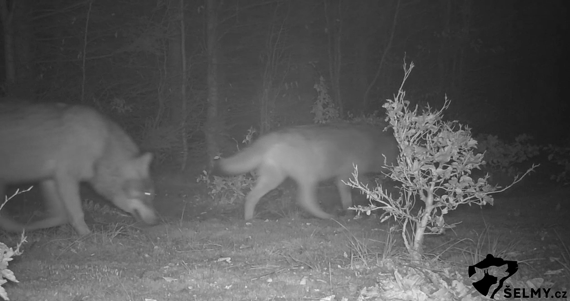Skupinka vlků prochází kolem fotopasti, zdroj: Šelmy.cz
