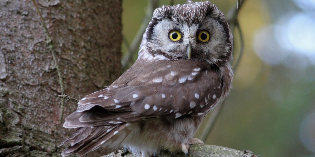 Sýc rousný, foto Jiří Neudert