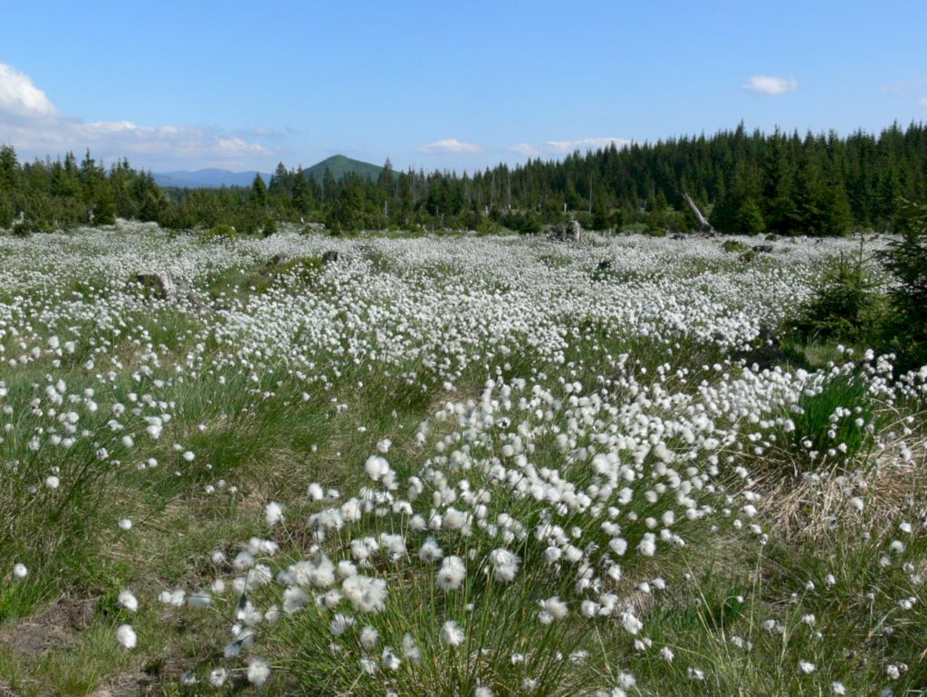 Záplava suchopýrů pochvatých.
