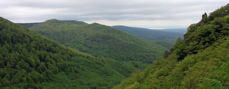 Jizerskohorské bučiny, autor snímku: Jiří Hušek mladší