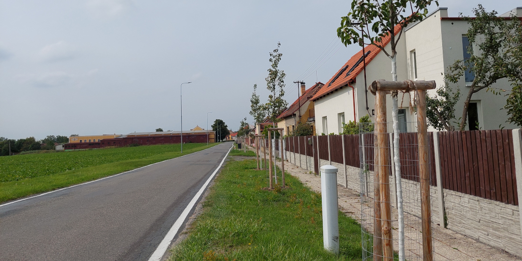 Alej ovocných stromů podél silnice v Kamenném Zboží.