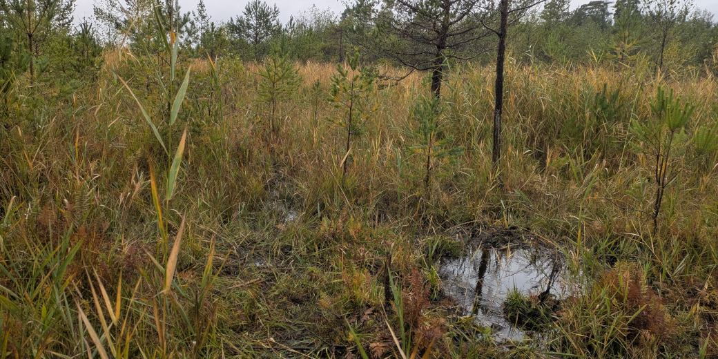 Pohled na rašeliništní biotop s tůňkami.