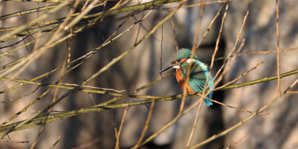 Na větvi sedící ledňáček říční.