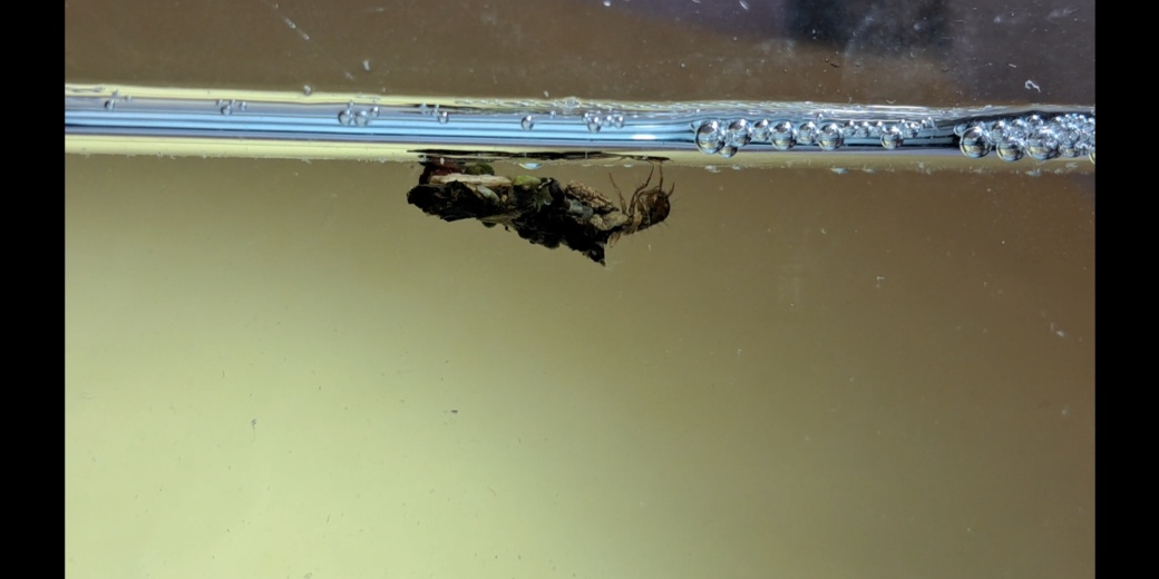 larva chrostíka
