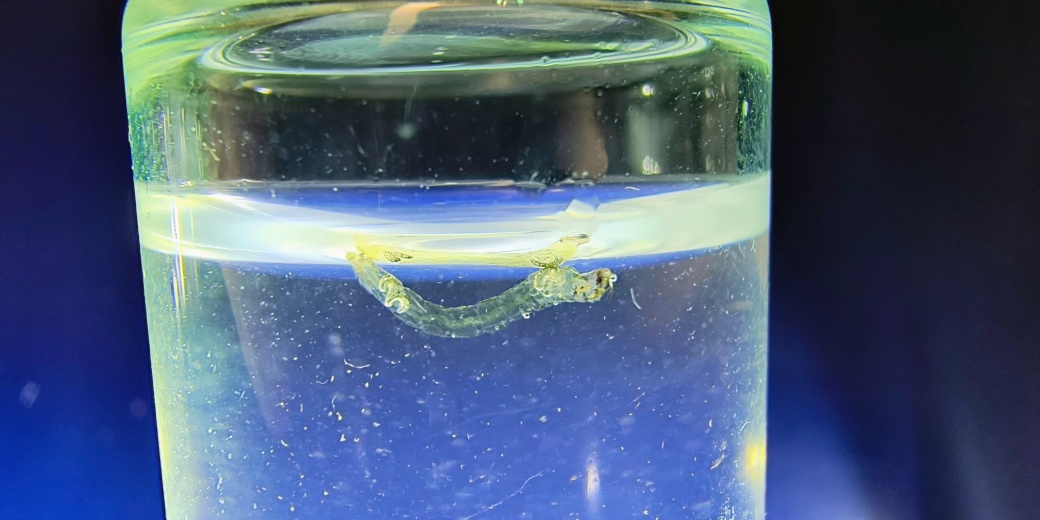 larva koretry