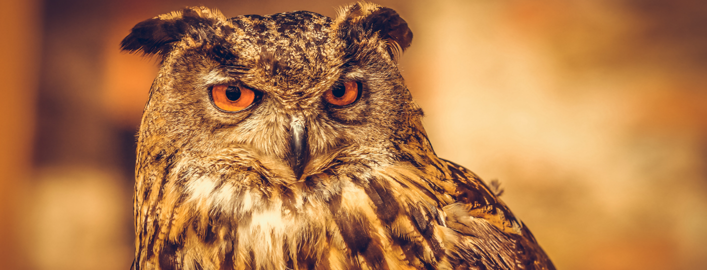 Procházka za sovami