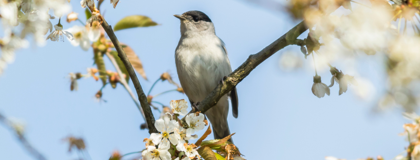 Vítání ptačího zpěvu