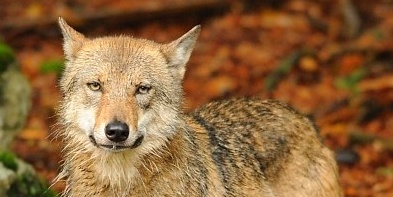 Vlk obecný. Foto: Michal Pešata