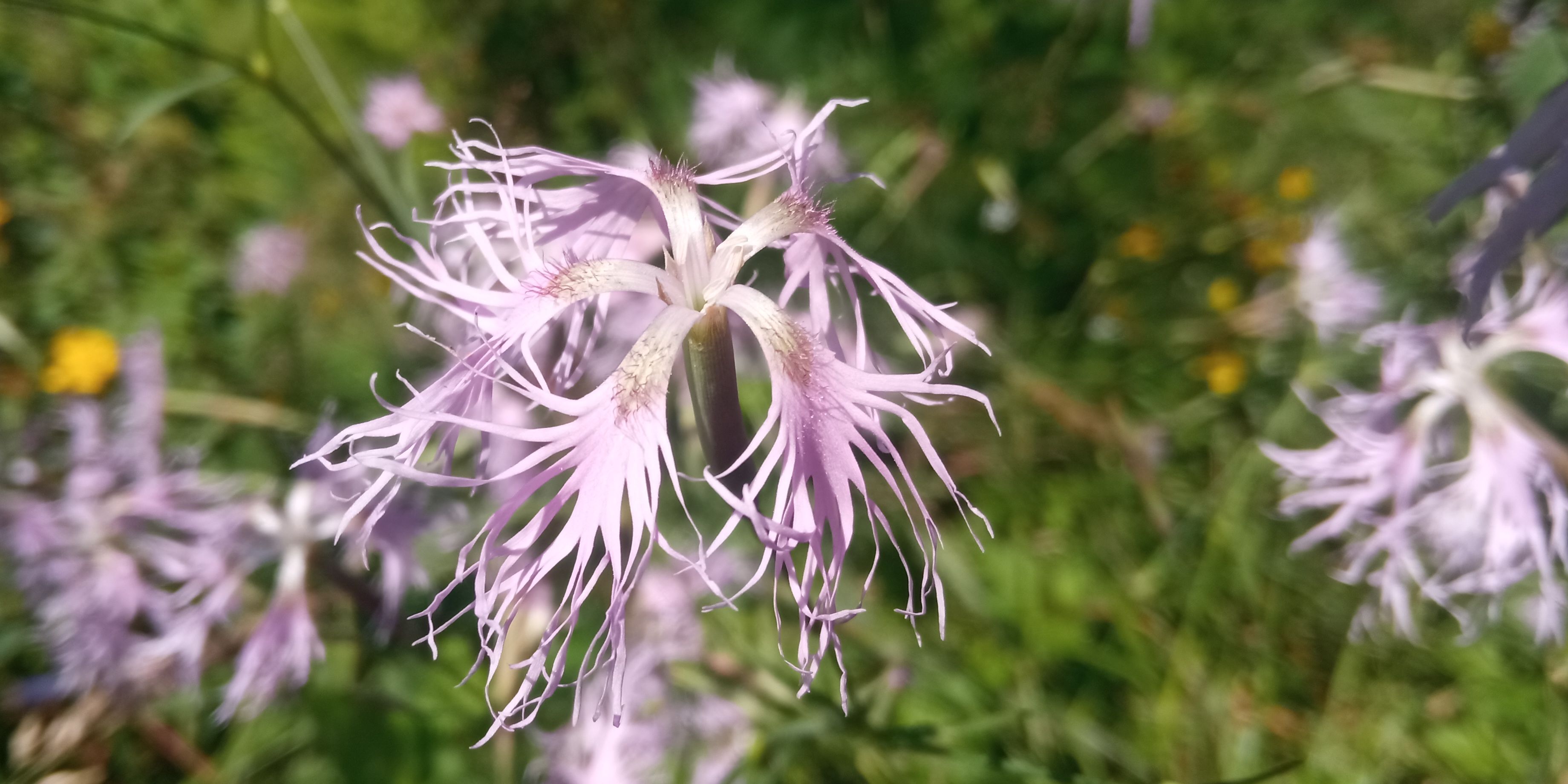 hvozdík pyšný_1040x520 _Petra Svobodová