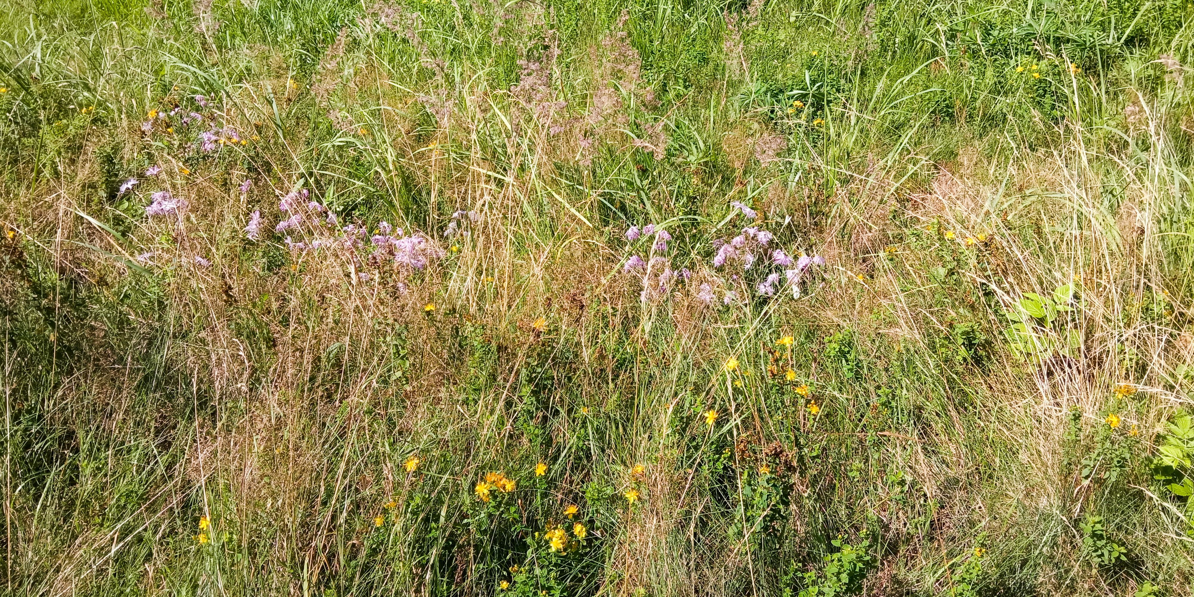 louka s hvozdíkem _1040x520 foto Petra Svobodová