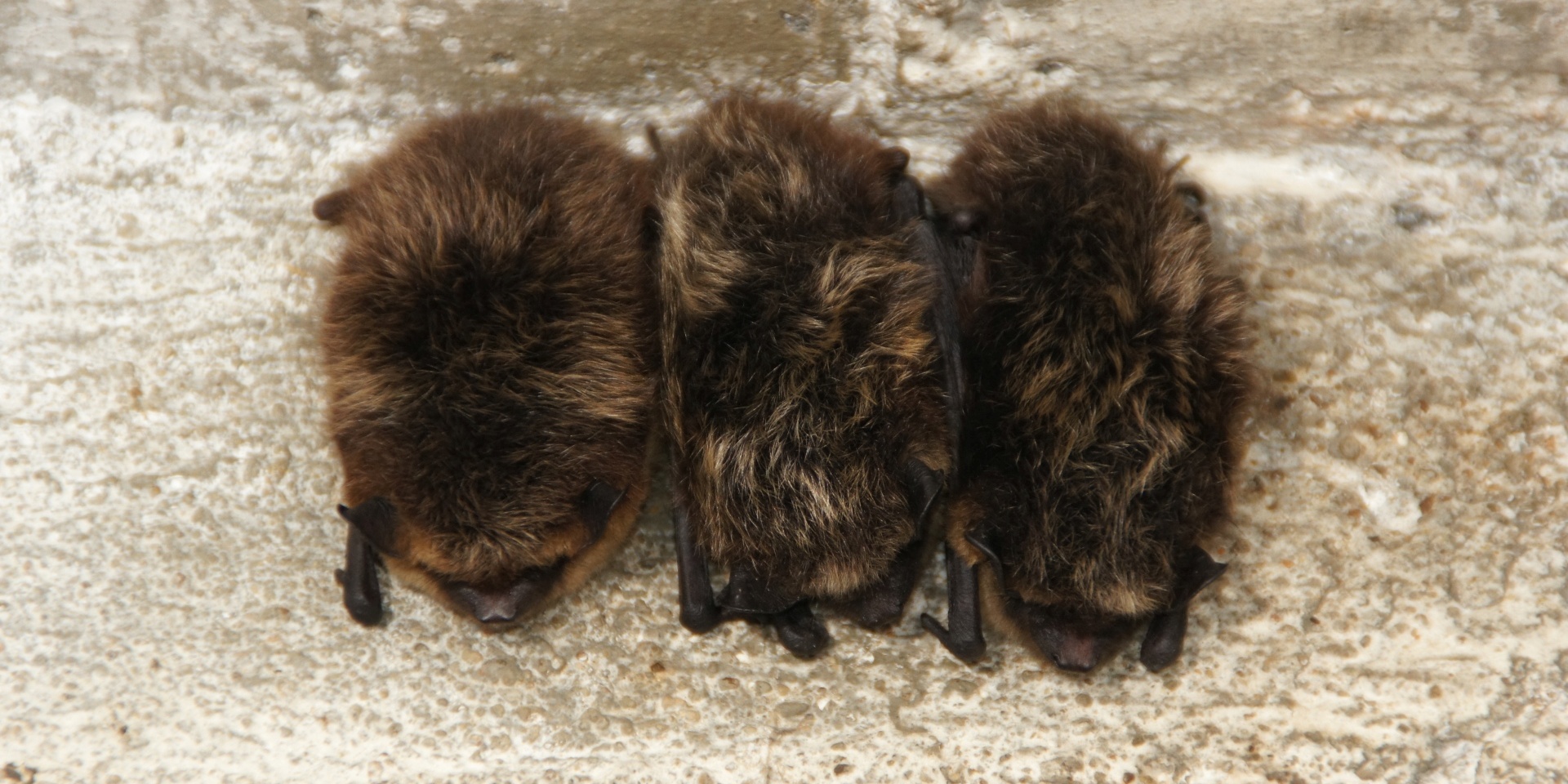 Netopýr severni. Foto: Václav Pavel