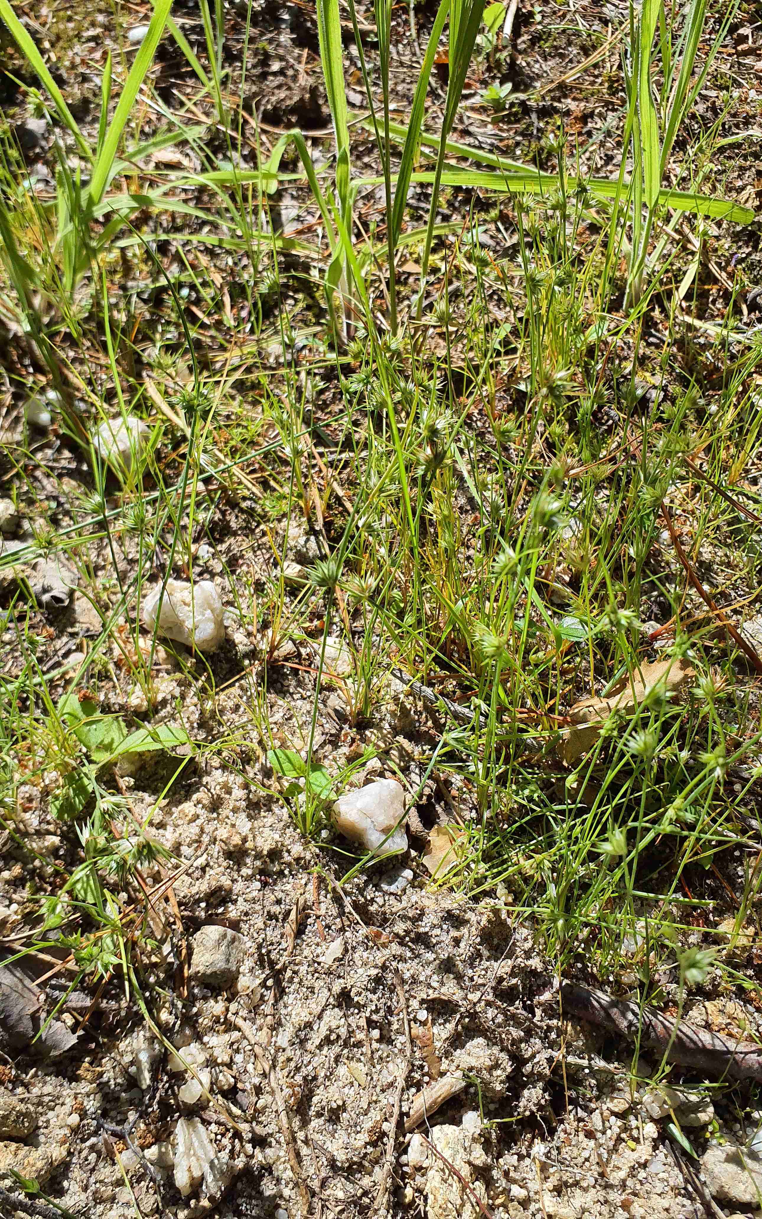 Sítina strboulkatá, foto Mgr. Josef Navrátil, Ph.D.