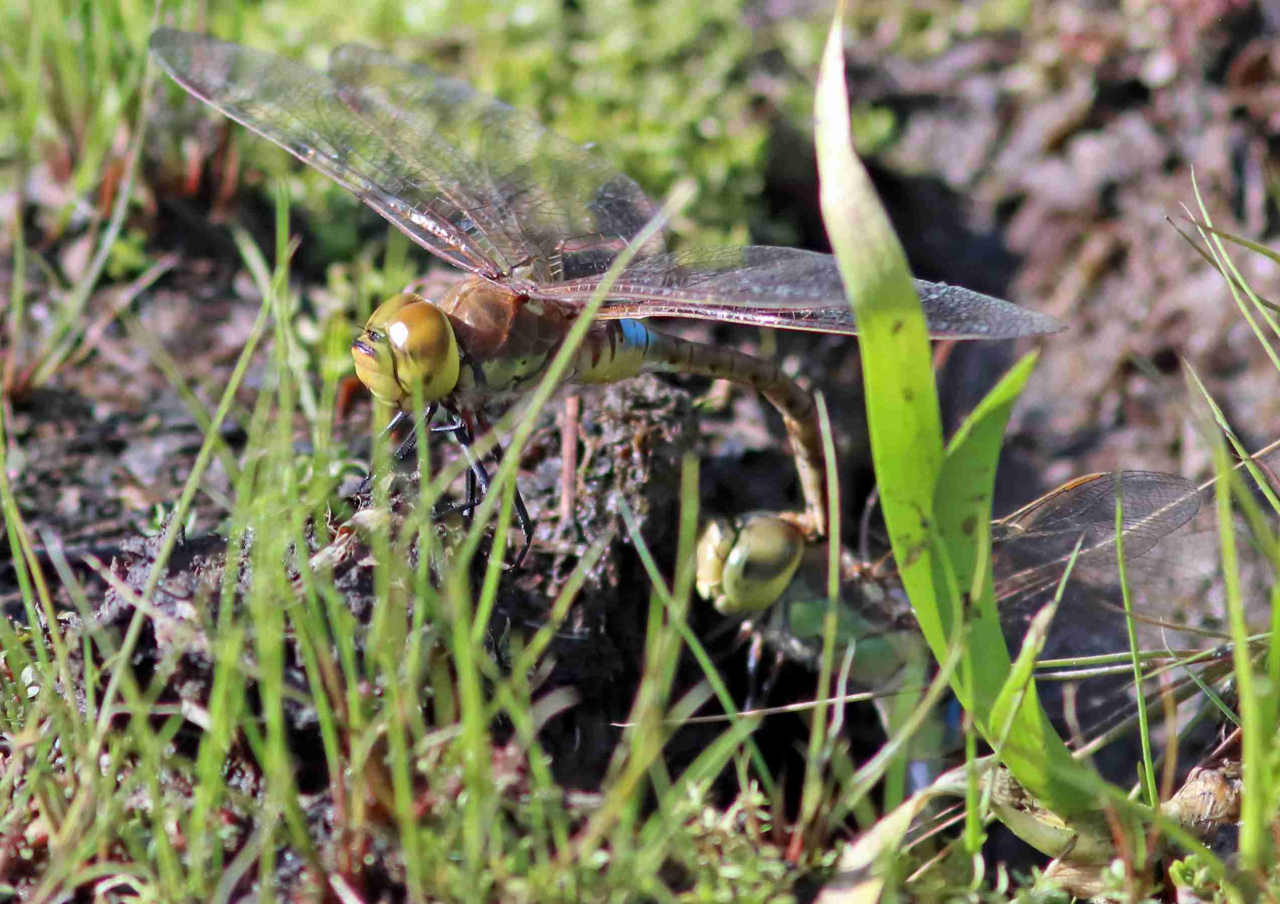 (J. Neudert): Pářící a kladoucí pár šídla hnědého (Anax ephippiger).