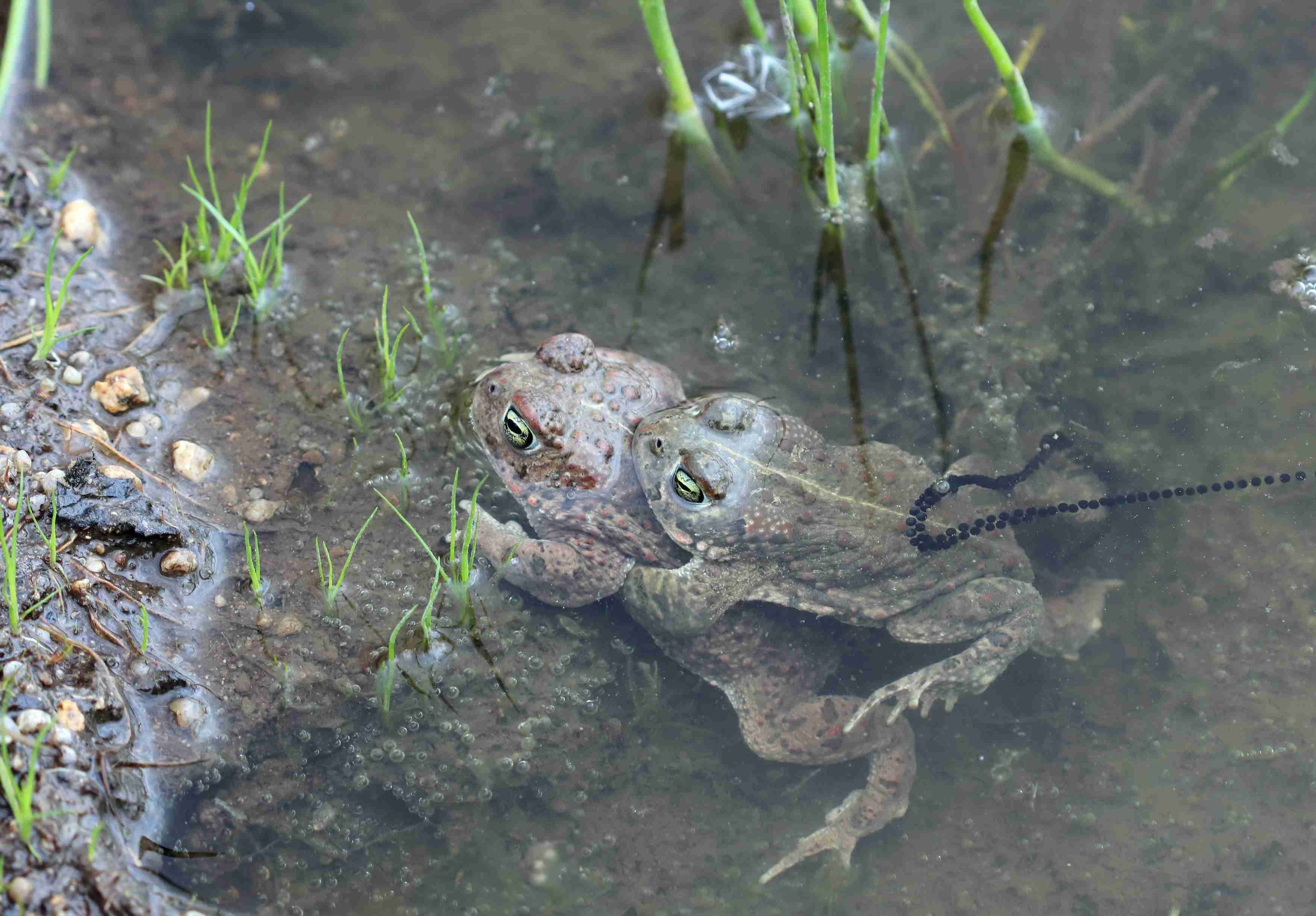 Ropuchy krátkonohé v amplexu se snůškou. Foto Jiří Neudert.