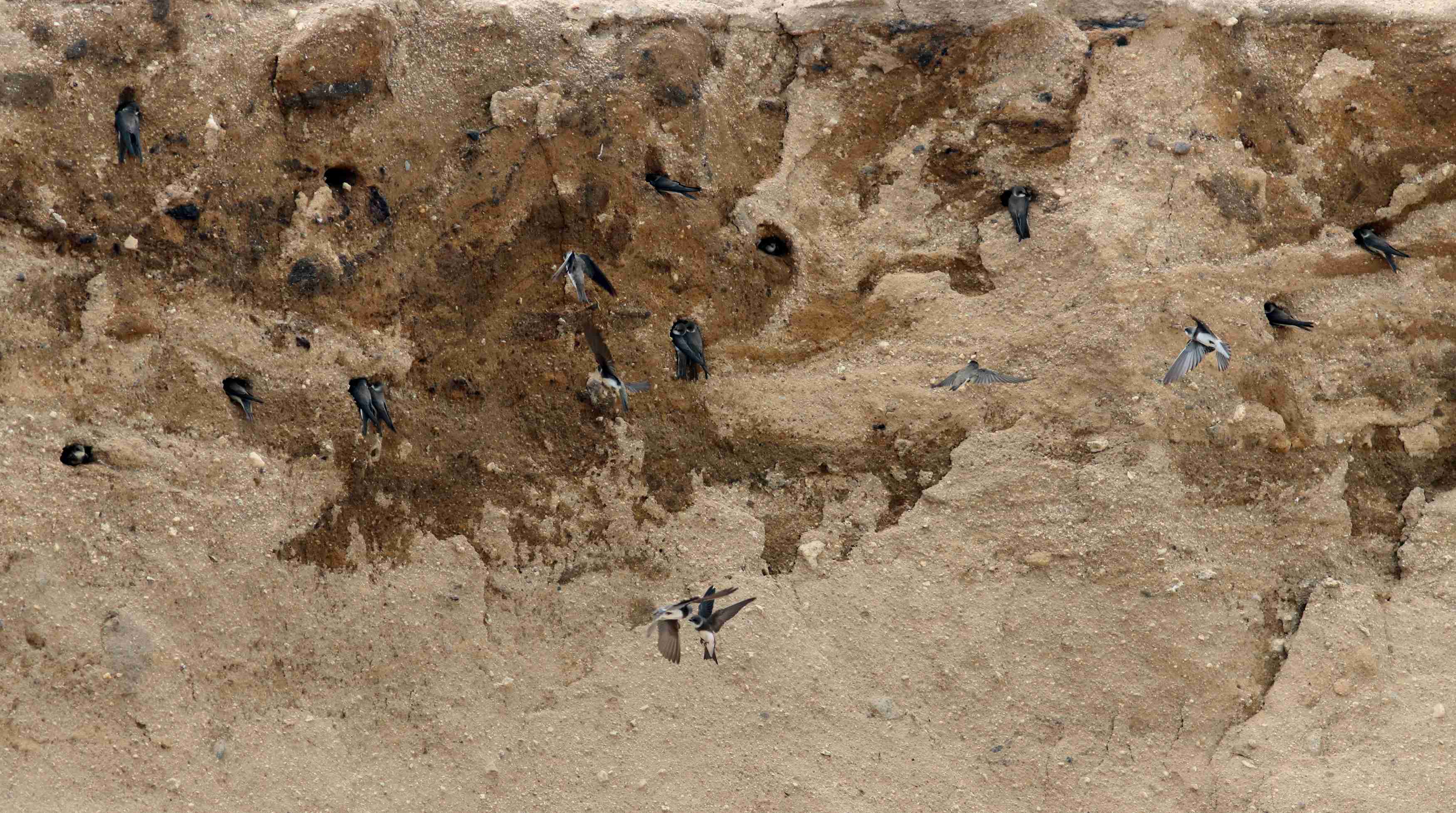Břehule říční hrabou nory. Foto Jiří Neudert.