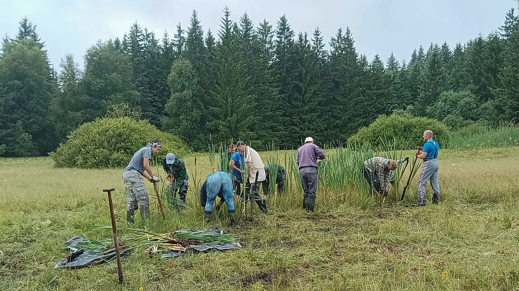 Poslední zbytky orobince, foto: Petra Doležalová