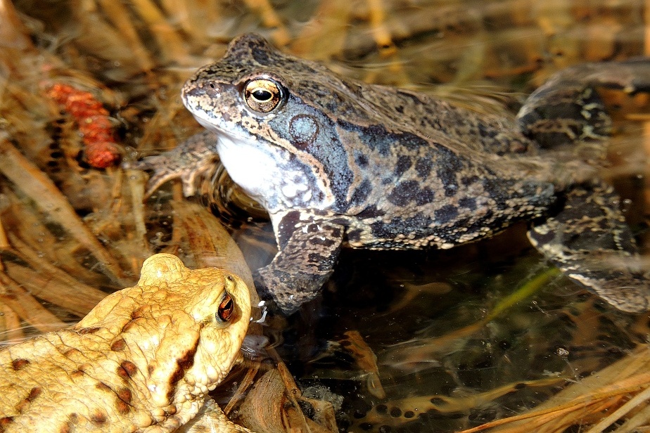 Skokan hnědý