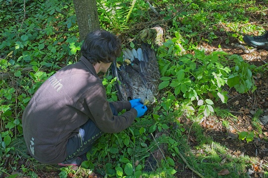 Mrtvý orel mořský, foto: Petr Mückstein