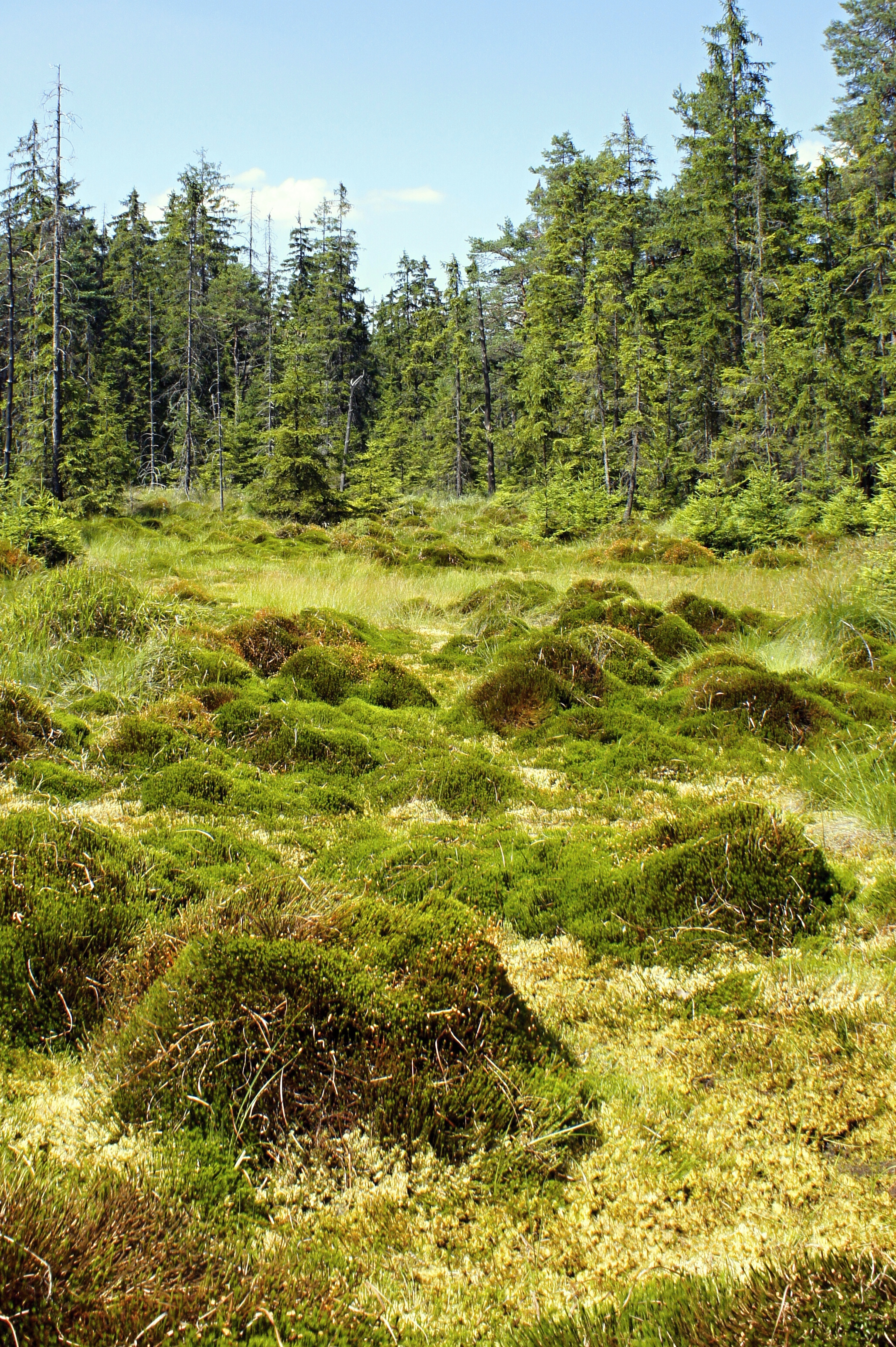 Vrchoviště v PR Pavlova Huť.