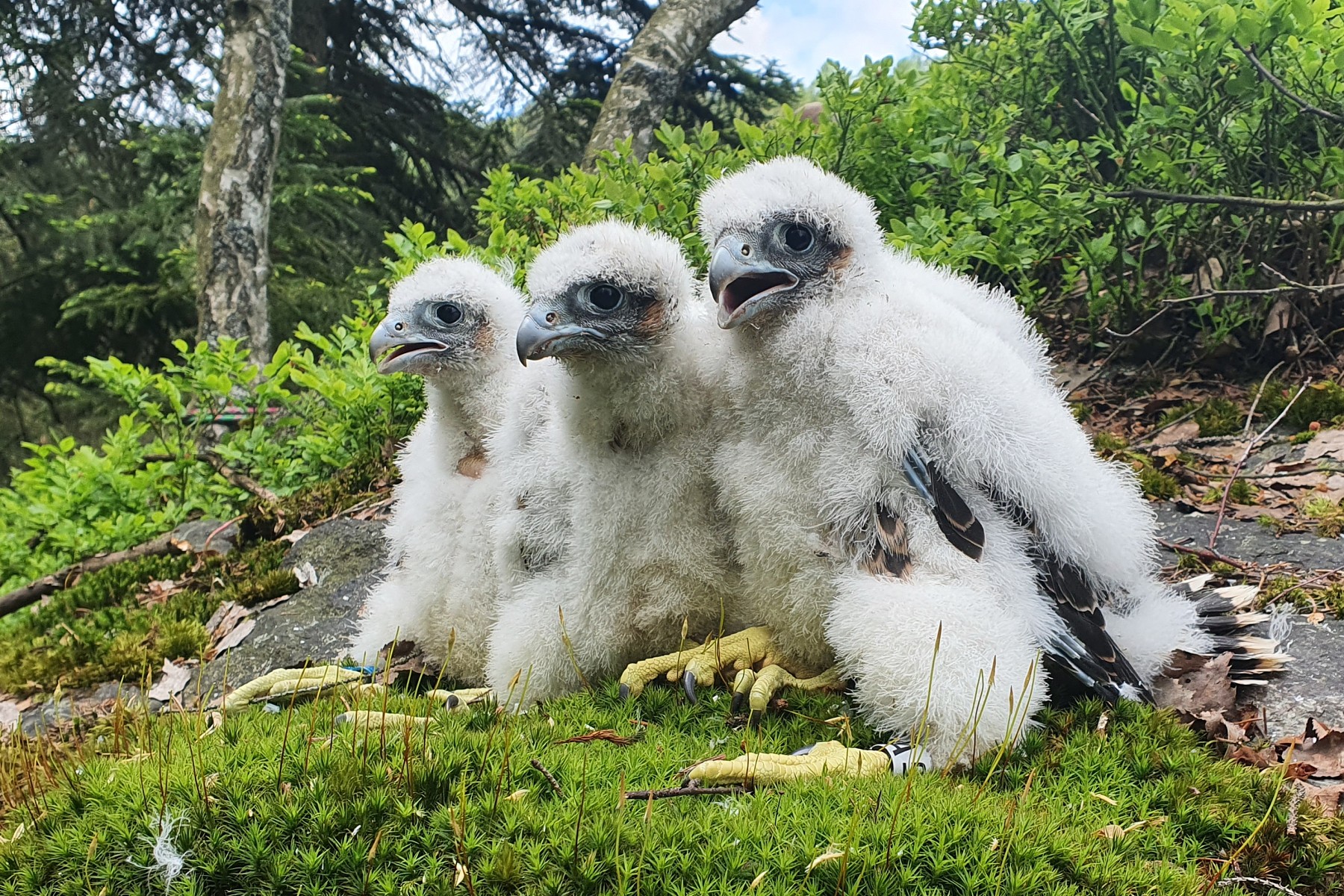 Mladí sokoli ve stáří 30 dní.