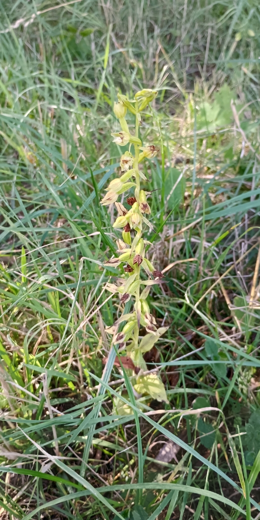 kruštík polabský (Epipactis albensis)